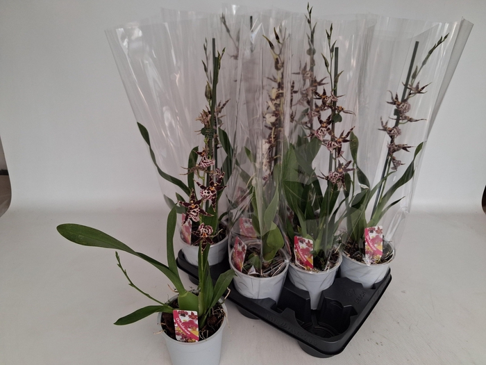 <h4>BRASSIA SUMMER DREAM</h4>