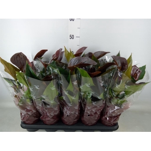 Anthurium andr. 'Chelsey Chocolate'