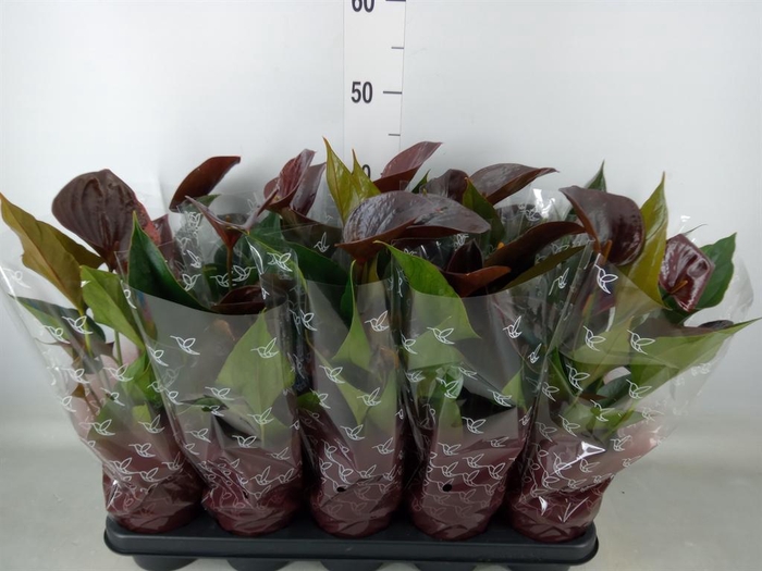 <h4>Anthurium andr. 'Chelsey Chocolate'</h4>