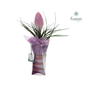 Glazen Twistervaas met Tillandsia