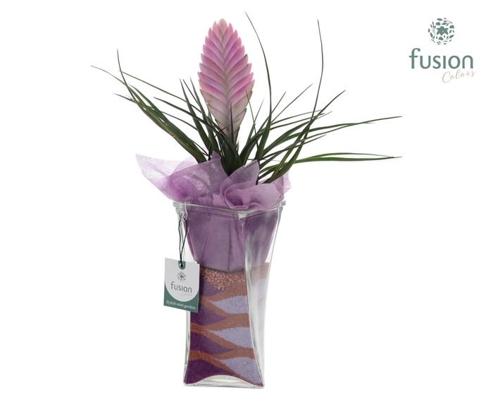 <h4>Glazen Twistervaas met Tillandsia</h4>