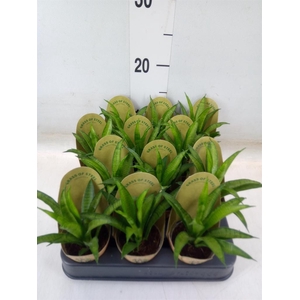 Sansevieria trifa. 'Hahnii'