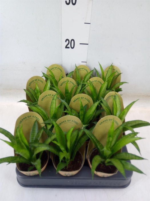 <h4>Sansevieria trifa. 'Hahnii'</h4>
