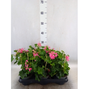 Pelargonium pelt. 'Balkon Roze'