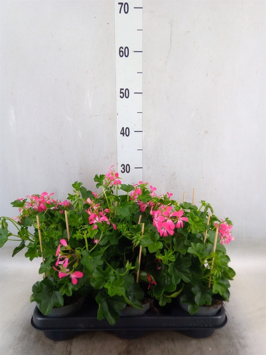 <h4>Pelargonium pelt. 'Balkon Roze'</h4>
