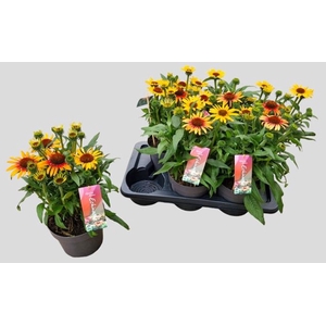 Echinacea SunSeekers Tequila Sunrise 17Ø 44cm