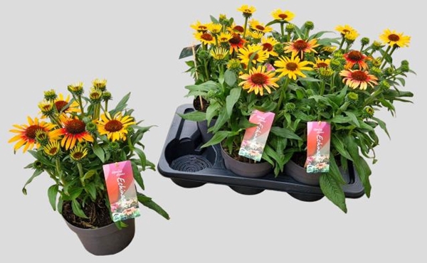 Echinacea SunSeekers Tequila Sunrise 17Ø 44cm