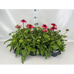 Echinacea  'Sombrero Rose'