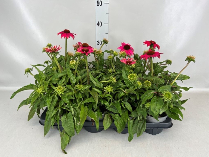 <h4>Echinacea  'Sombrero Rose'</h4>