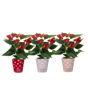 Anthurium Diamond Red in You and Me smartcup