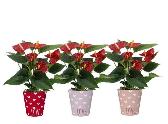 Anthurium Diamond Red in You and Me smartcup