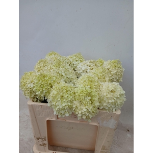 HORT PANICULATA LIMELIGHT