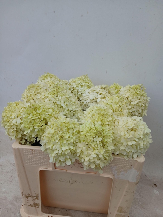 <h4>HORT PANICULATA LIMELIGHT</h4>