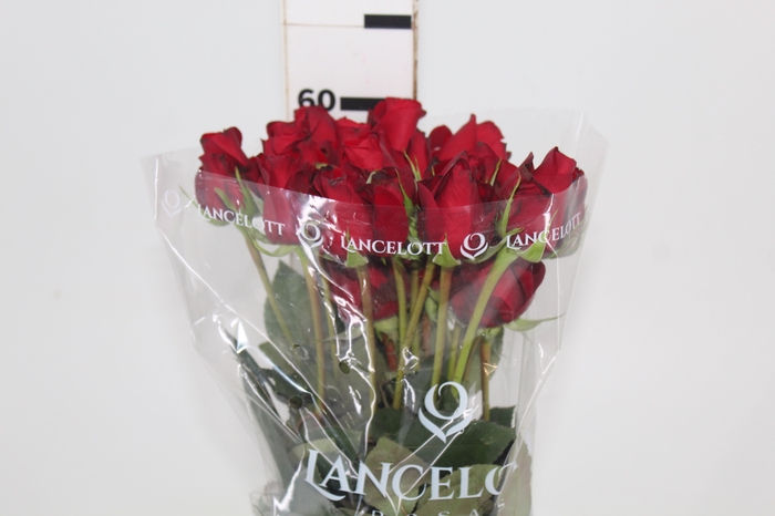<h4>ROSA FREEDOM 060 CM ESTUFA</h4>