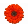 GERBERA PRESTIGE <10 CM DIAM <050 CM LARANJA