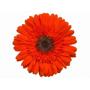 GERBERA PRESTIGE <10 CM DIAM <050 CM LARANJA
