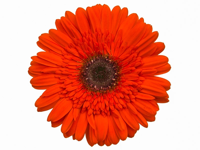 <h4>GERBERA PRESTIGE <10 CM DIAM <050 CM LARANJA</h4>