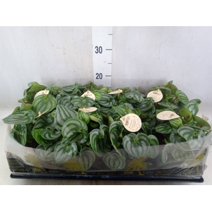 Peperomia