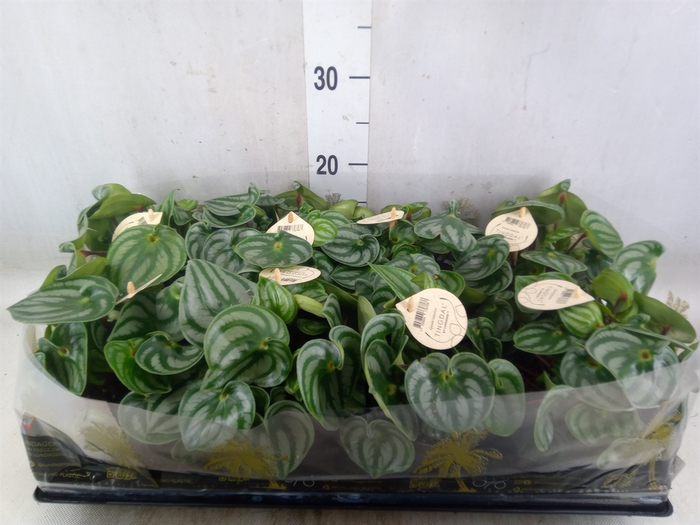 <h4>Peperomia</h4>