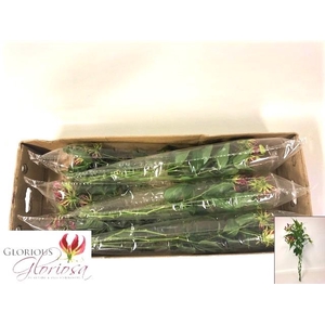 GLORIOSA ROTHS