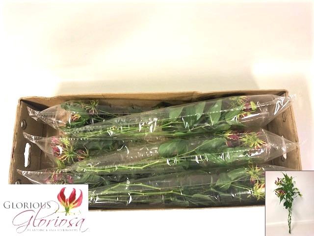 GLORIOSA ROTHS