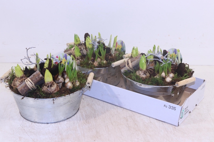 <h4>ARR BOL KNOLGEWAS</h4>