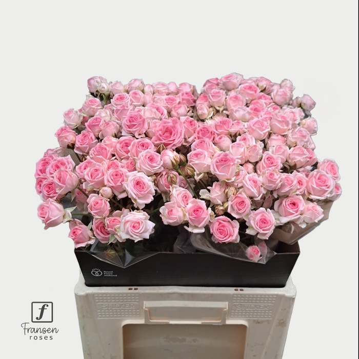 <h4>R TR Kate-lynn 60cm</h4>