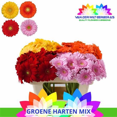 <h4>Ge Mi 4 Kl Groene Harten Mix</h4>