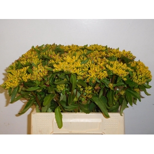 SEDUM OV