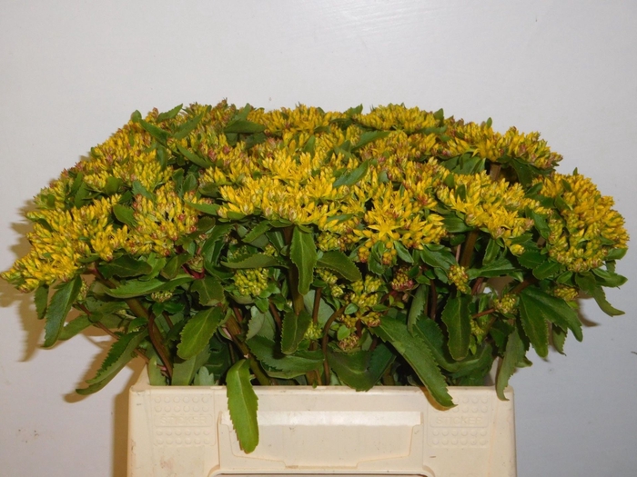 <h4>SEDUM OV</h4>