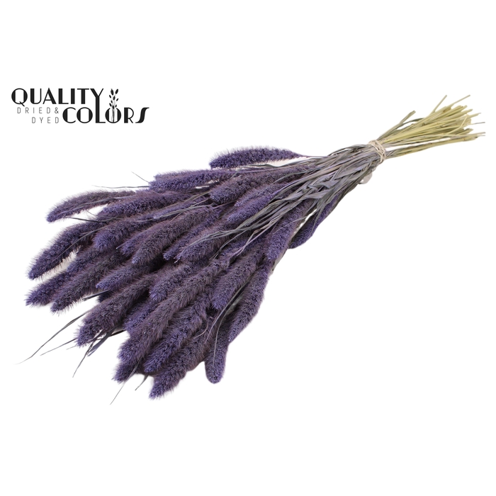 <h4>Setaria per bunch Frosted Milka</h4>