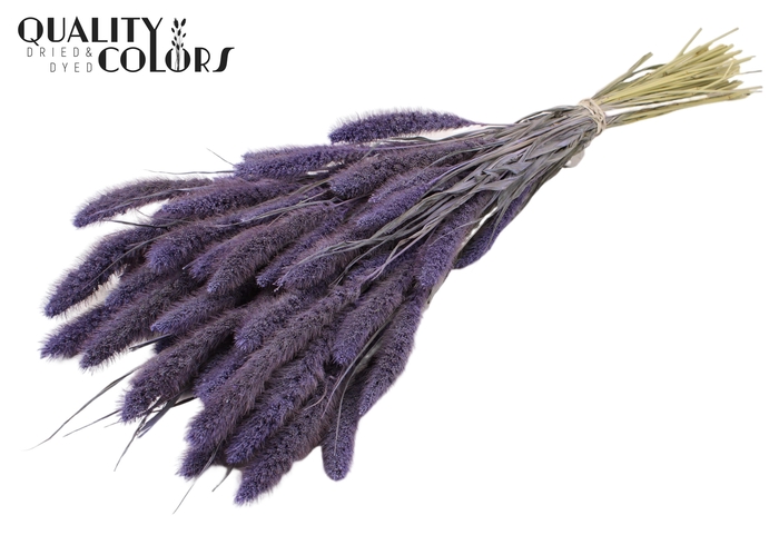 Setaria per bunch Frosted Milka