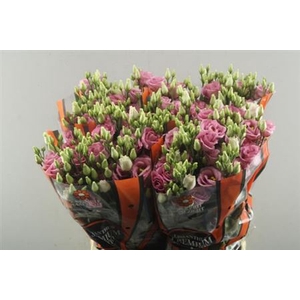 Eus G Rosi Rose Pink