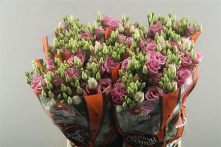 <h4>Eus G Rosi Rose Pink</h4>