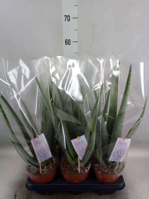 <h4>Aloe vera</h4>