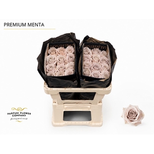 Rosa Premium Menta