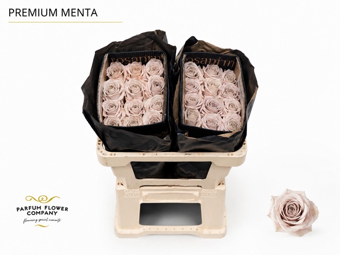 <h4>Rosa Premium Menta</h4>