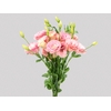 LISIANTHUS CHAMPAGNE/CREME 070 CM MIN 500 GRAMAS