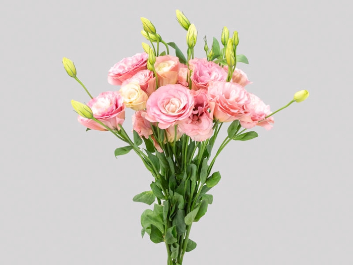 LISIANTHUS CHAMPAGNE/CREME 070 CM MIN 500 GRAMAS