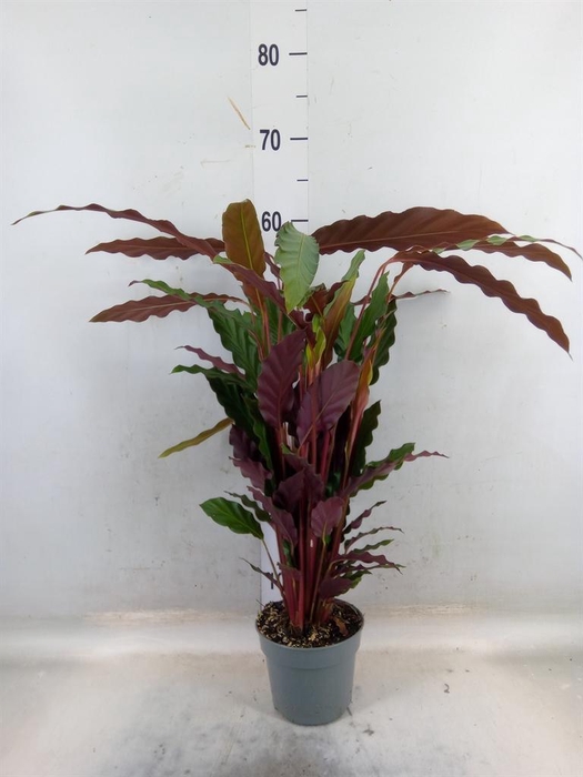<h4>Calathea rufibarba</h4>