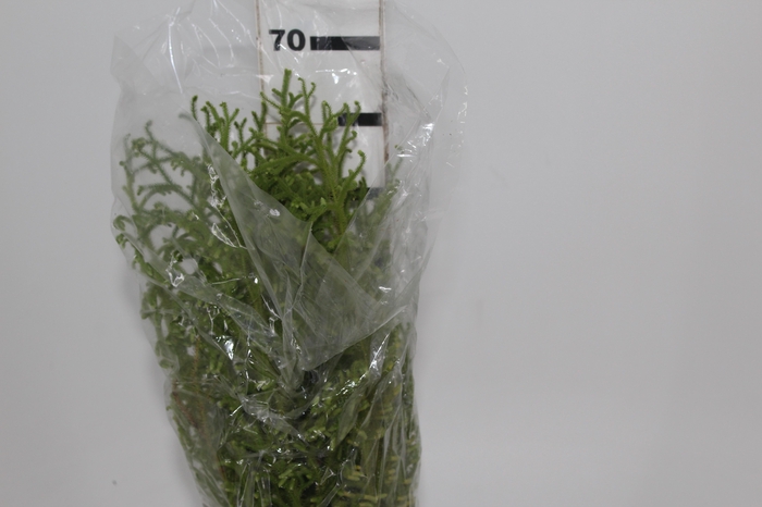 <h4>FOLHAGEM LYCOPODIUM</h4>