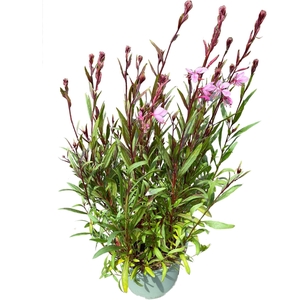 Gaura Belleza Dark Pink