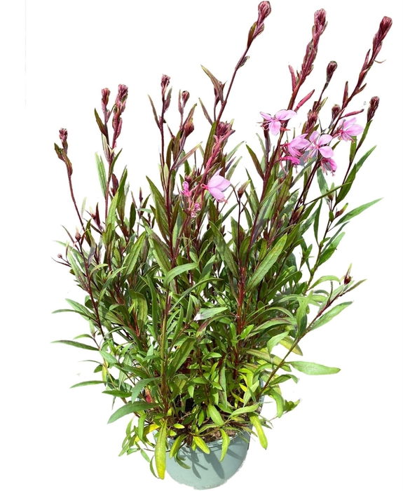 Gaura Belleza Dark Pink