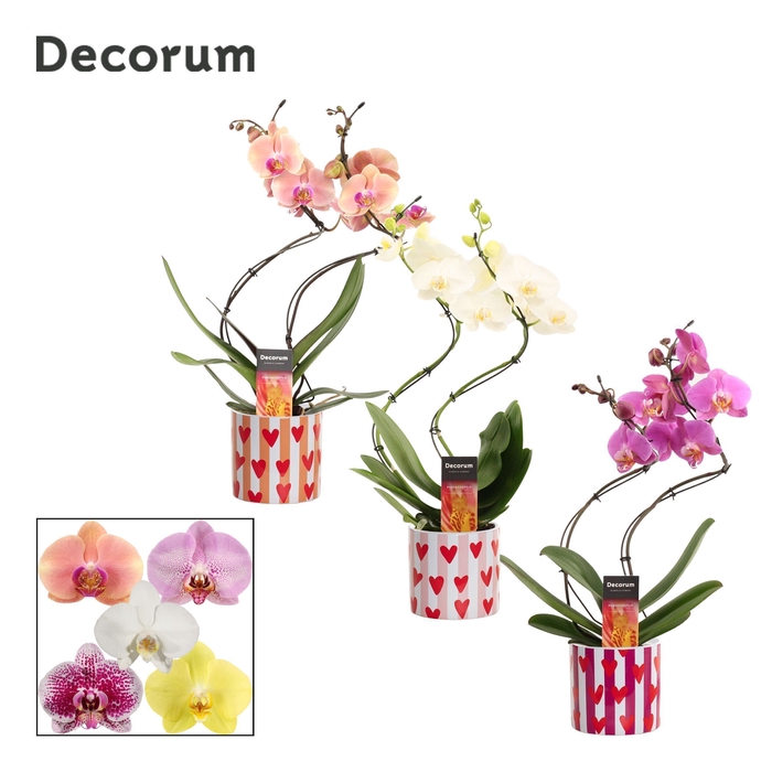 <h4>Phalaenopsis hurricane mix in Noura (Bubblicious-collection)</h4>