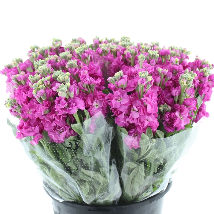 <h4>Matth Incana Iron Pink</h4>