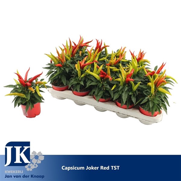 Capsicum Joker Red