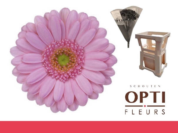 <h4>Germini Kimsey Water</h4>