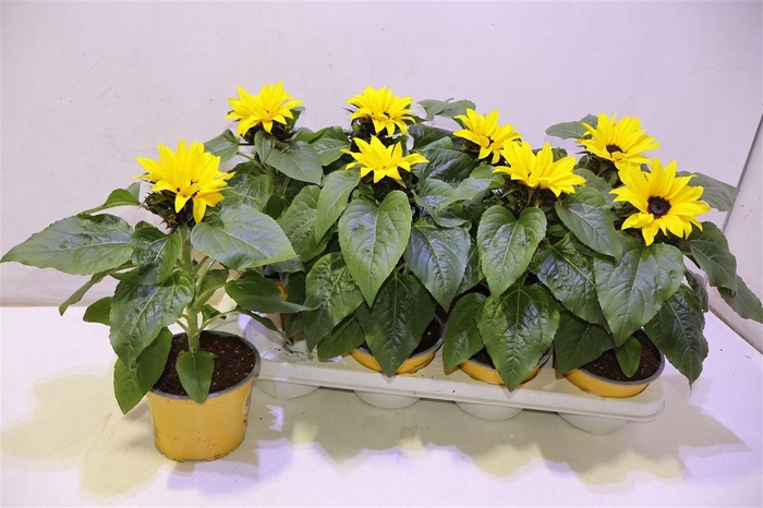 <h4>Heli Sunsation</h4>