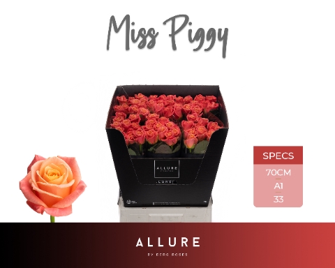 <h4>R GR MISS PIGGY+ ALLURE .</h4>