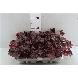 Heuchera